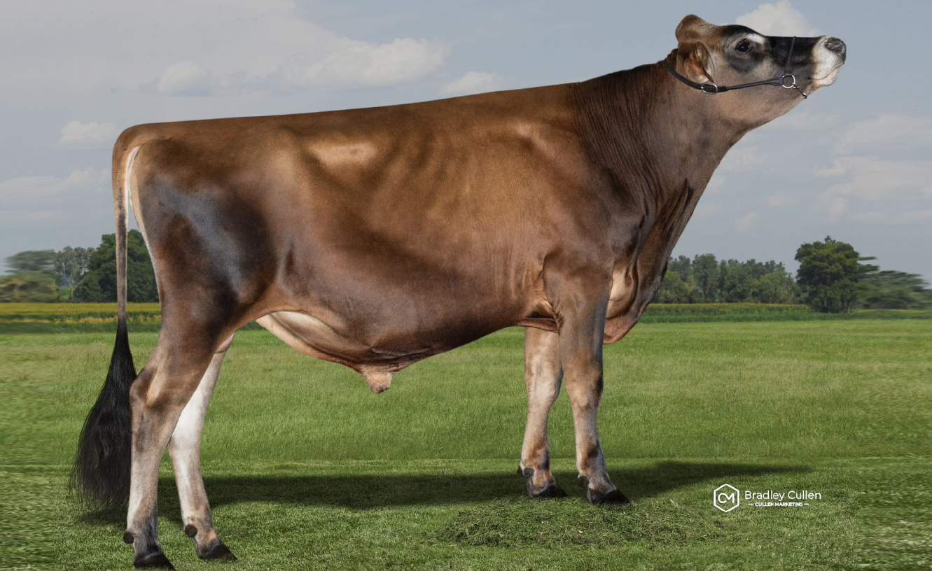 WALLACEDALE EXQUISITE-PO