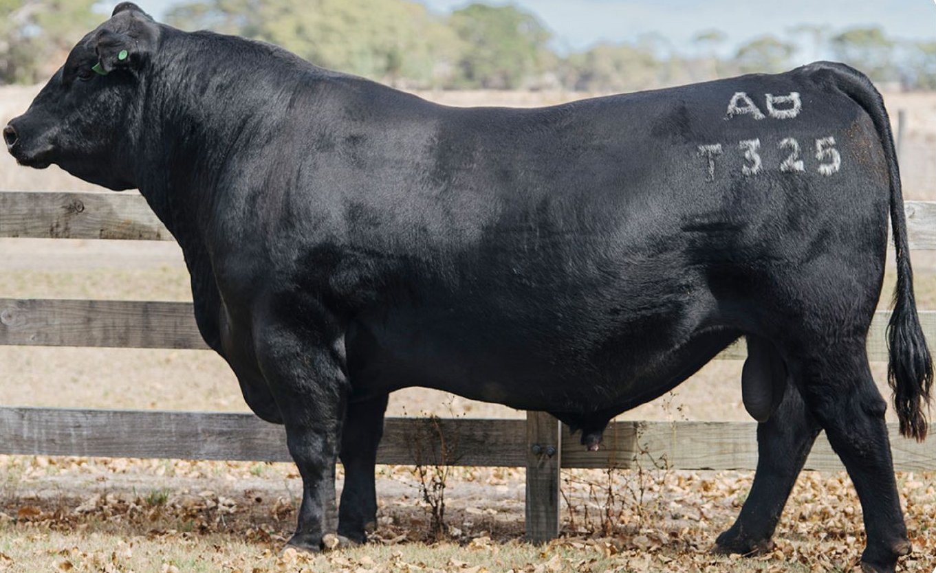 ALLENDALE TRUE BLUE T325